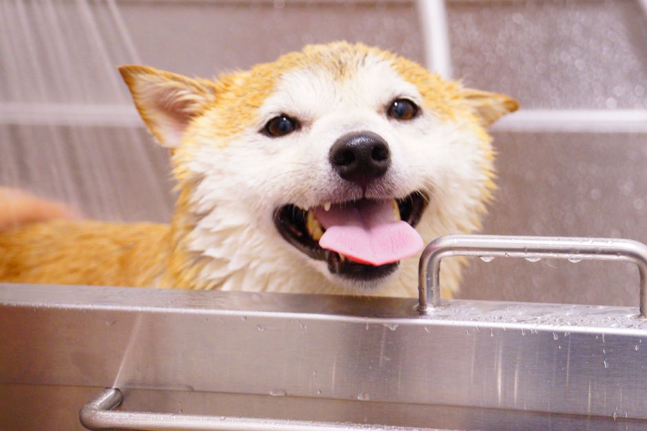 Cách Tắm Cho Chó An Toàn: Hướng Dẫn Chi Tiết Từ Groomer Chuyên Nghiệp