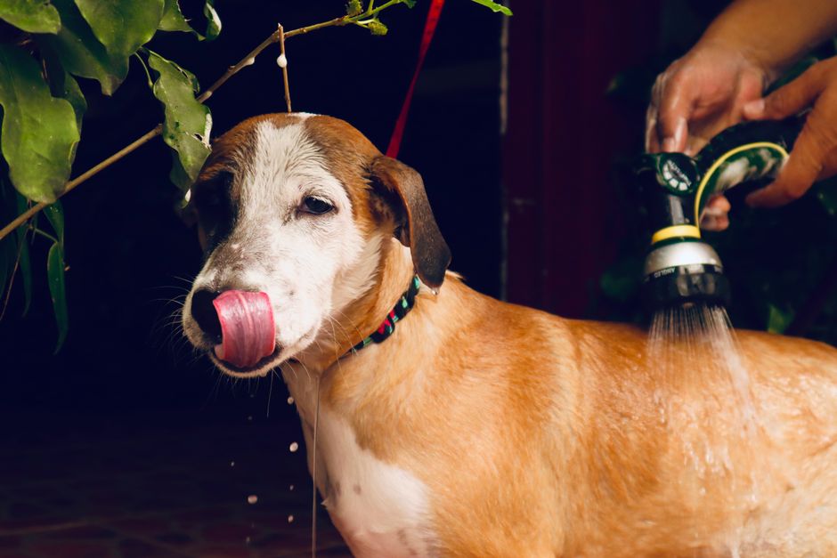 Dog bath washing