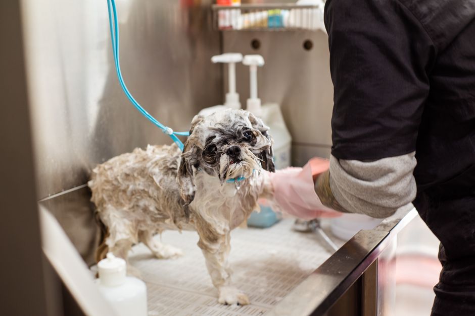 Tắm Mèo Lần Đầu Tiên Như Thế Nào: Hướng Dẫn Chi Tiết Từ Groomer Chuyên Nghiệp