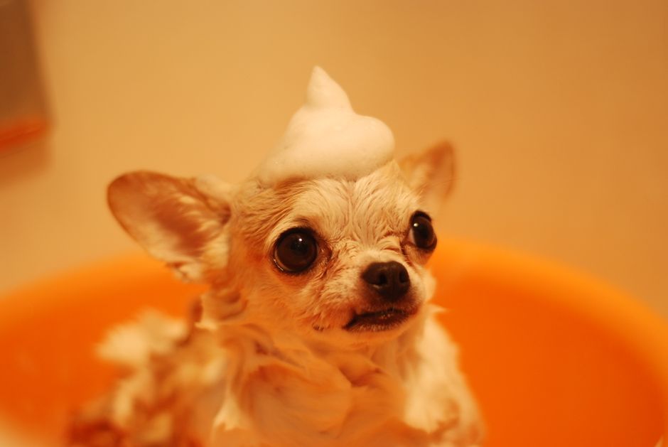 Kỹ Thuật Tắm Chó Hiệu Quả và Nhanh — Hướng Dẫn Chi Tiết Từ Groomer Chuyên Nghiệp
