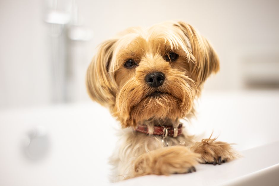 Kỹ Thuật Tắm Mèo Không Bị Sợ: Hướng Dẫn Chi Tiết Từ Groomer Chuyên Nghiệp