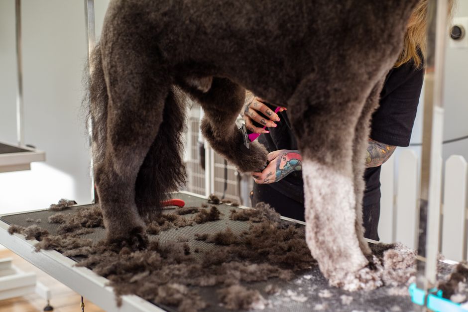 Cách Chải Lông Chó Dài Hiệu Quả: Hướng Dẫn Chi Tiết Từ Groomer Chuyên Nghiệp