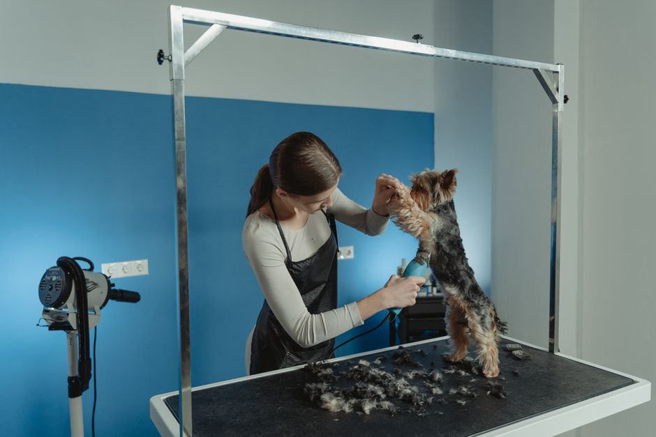 Sản Phẩm Chăm Sóc Lông Chó Tốt Nhất: Hướng Dẫn Chọn & Sử Dụng từ Groomer Chuyên Nghiệp