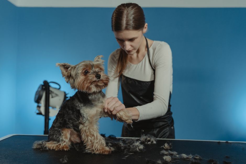 Dịch vụ Grooming Chó Gần Đây Giá Rẻ: Hướng Dẫn Chọn & Chăm Sóc Chó Tại Nhà