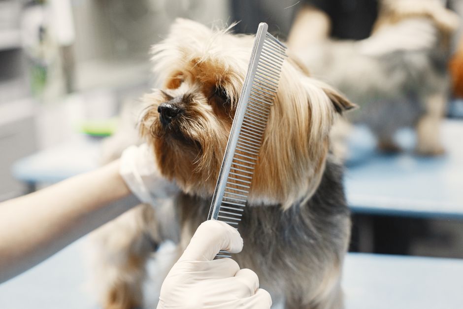 Giá Dịch Vụ Grooming Chó Ở Quận 1: Hướng Dẫn Chi Tiết & Bảng Giá 2024