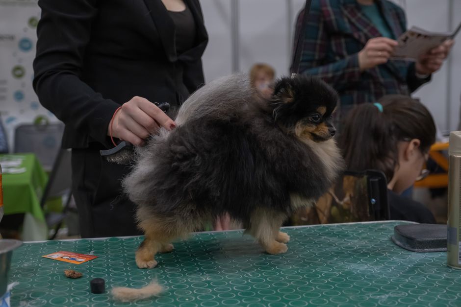 Cách Tắm Chó Tại Nhà Đúng Cách: Hướng Dẫn Chi Tiết Từ Groomer Chuyên Nghiệp