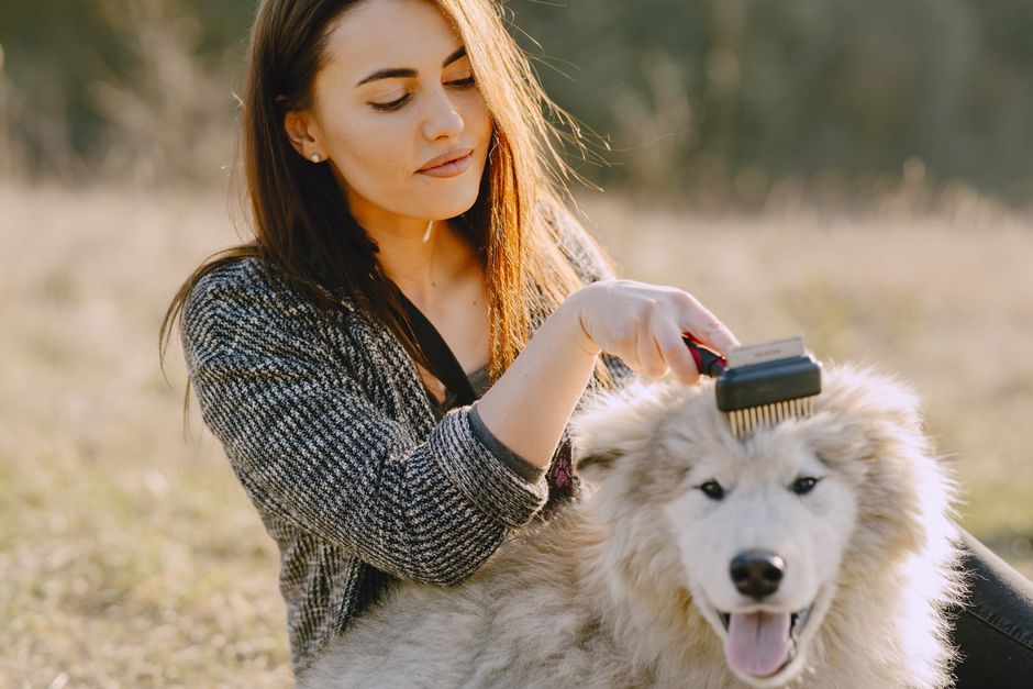 Máy Cắt Lông Chó Không Đau – Hướng Dẫn Chọn & Sử Dụng Từ Groomer Chuyên Nghiệp