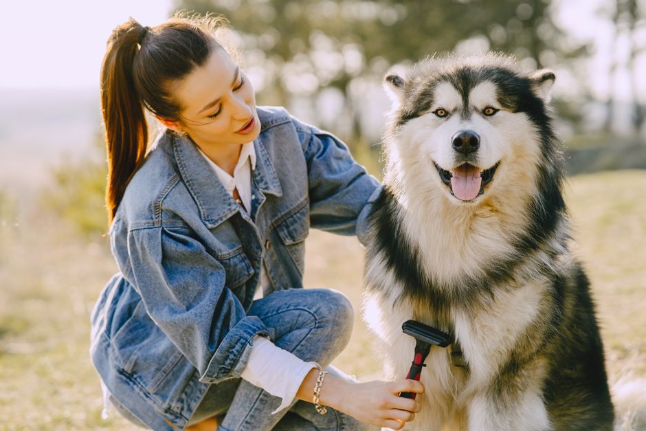 Cách chọn kéo cắt lông thú cưng: Hướng dẫn chi tiết từ groomer chuyên nghiệp