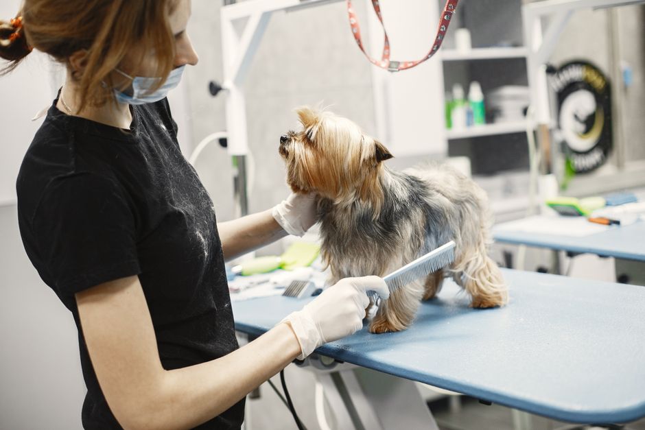 Dog grooming brush