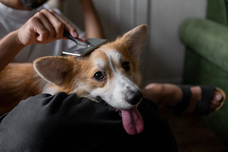 Cách Chọn Lược Chải Lông Chó: Hướng Dẫn Chi Tiết Từ Groomer Chuyên Nghiệp