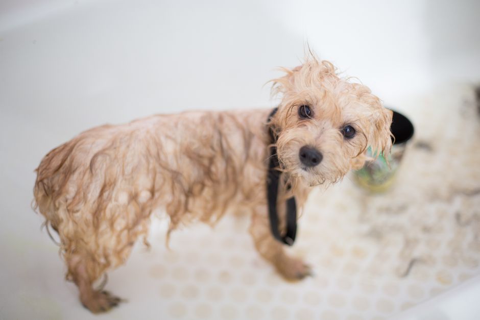 Cách Chăm Sóc Móng Chân cho Chó: Hướng Dẫn Chi Tiết từ Groomer Chuyên Nghiệp