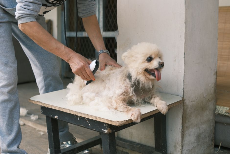 Cách Chăm Sóc Móng Chó Đơn Giản – Hướng Dẫn Chi Tiết từ Groomer Chuyên Nghiệp
