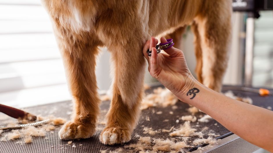 Dog grooming fur