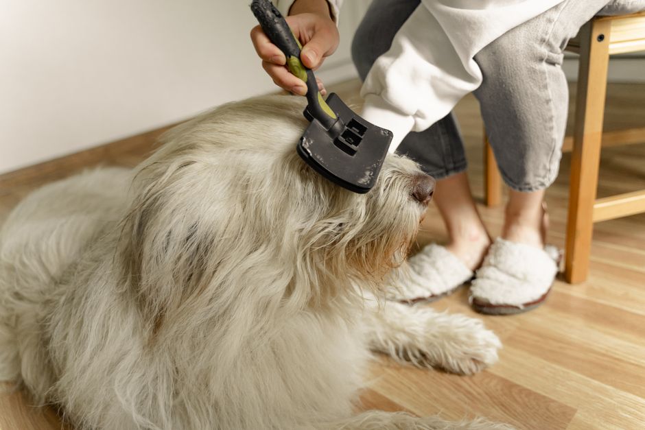Dog grooming fur
