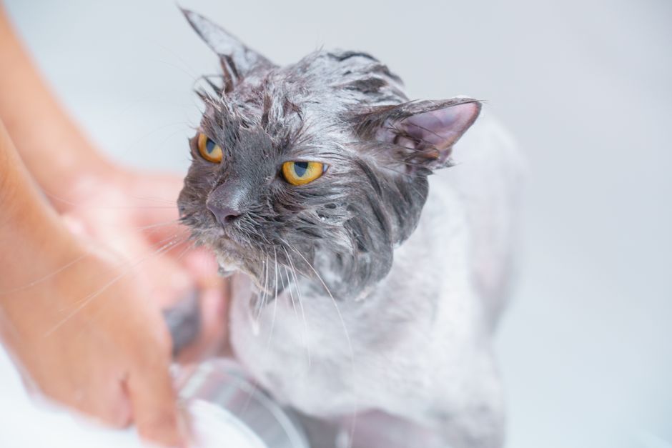Kỹ Thuật Tắm Mèo Tại Nhà: Hướng Dẫn Chi Tiết Từ Chuyên Gia Grooming