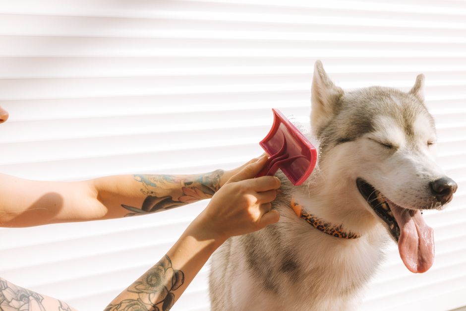 Mua Bộ Grooming Chó Chuyên Nghiệp: Hướng Dẫn Chọn & Sử Dụng Đúng Cách