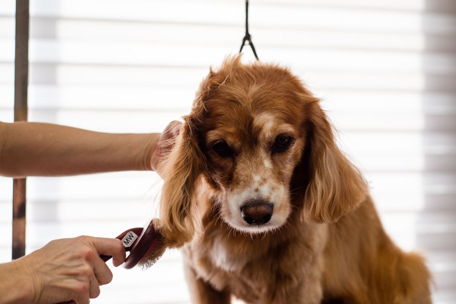 Mua Dụng Cụ Cắt Móng Cho Thú Cưng: Hướng Dẫn Chọn & Sử Dụng Đúng Cách
